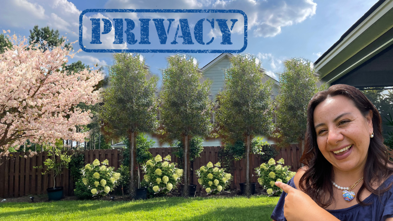 Beautiful Privacy Trees for Your Home