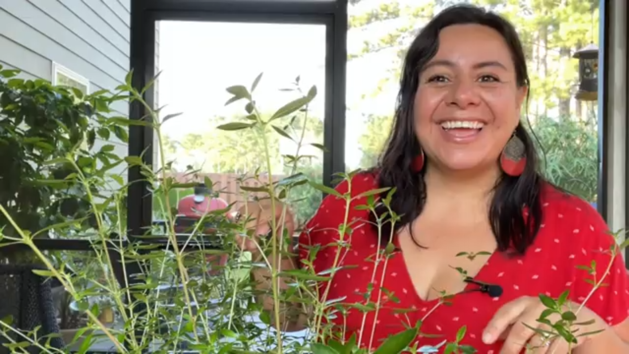 How to Prune a Bonsai